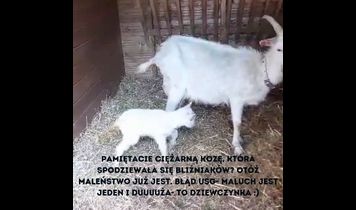 Miniaturka filmu