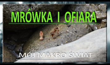 Miniaturka filmu