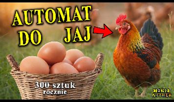 Miniaturka filmu