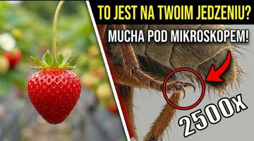 Zdjęcie artykułu