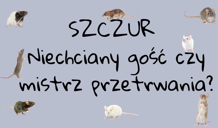 Organizacja konferencji SZCZUR - niechciany gość czy mistrz przetrwania?