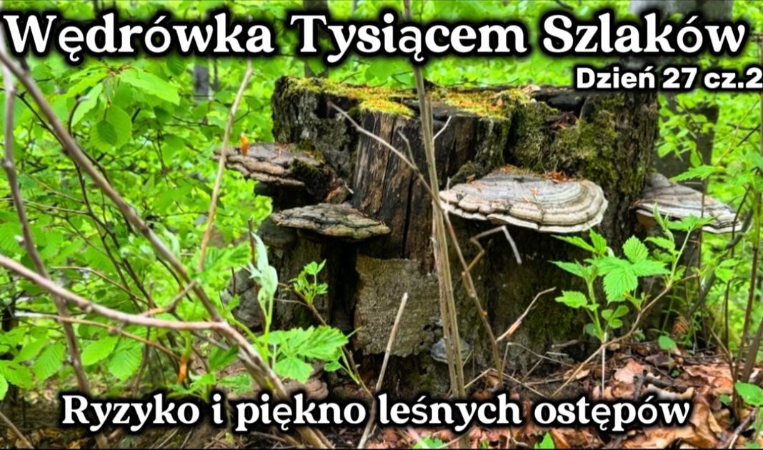 Obrazek posta