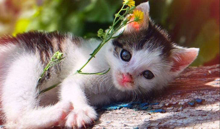 Głodne brzuszki Animaliąt