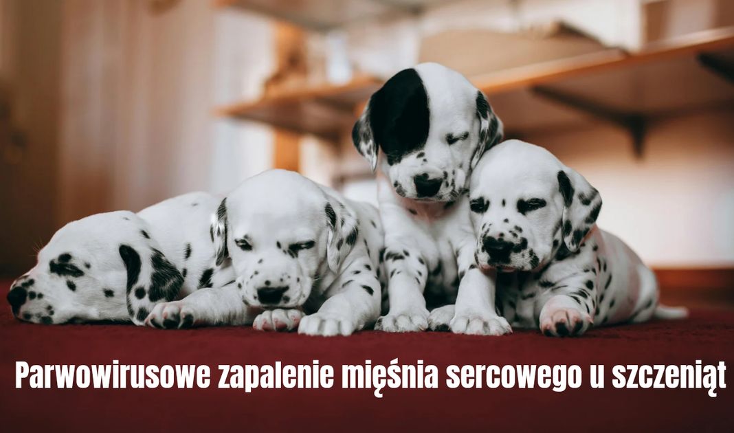 Obrazek posta