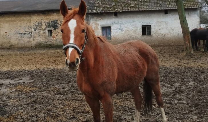 Ostatnia nadzieja Falko