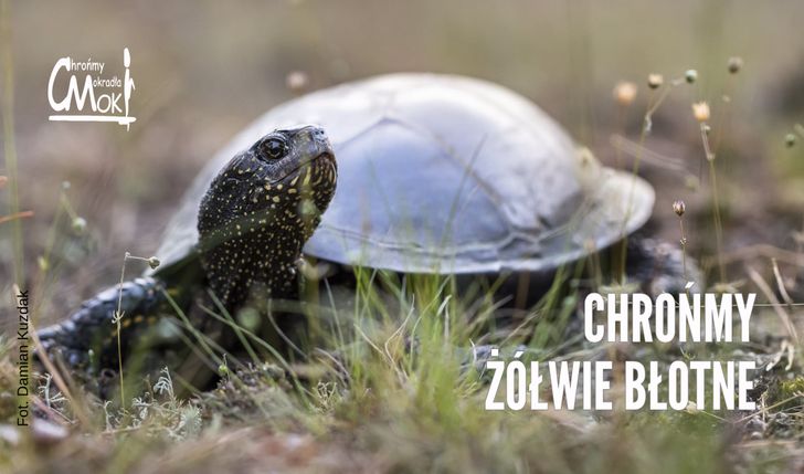 Pomóż żółwiom błotnym w Światowy Dzień Żółwia (i nie tylko)