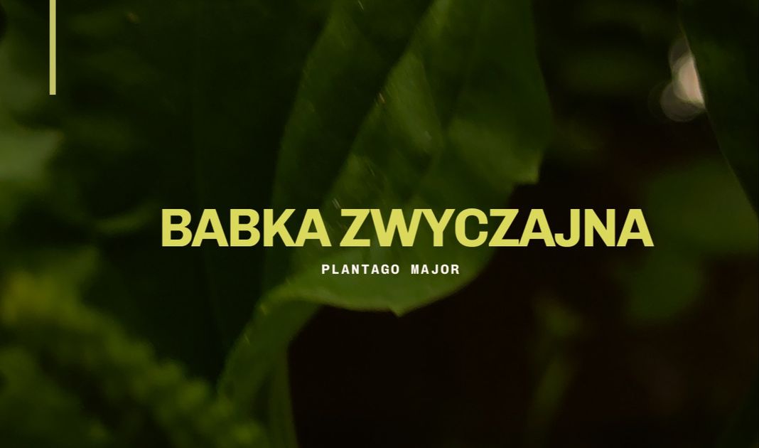 Obrazek posta