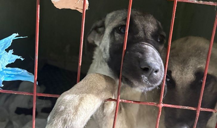 Pomoc dla Psiej Wioski