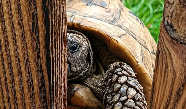 Wsparcie domu adopcyjnego żółwi