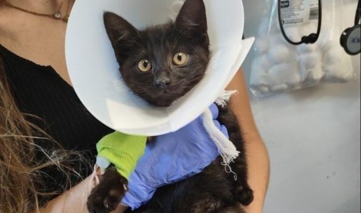 Sypnij grosika na łapkę Furiacika! Ratujemy małego kota