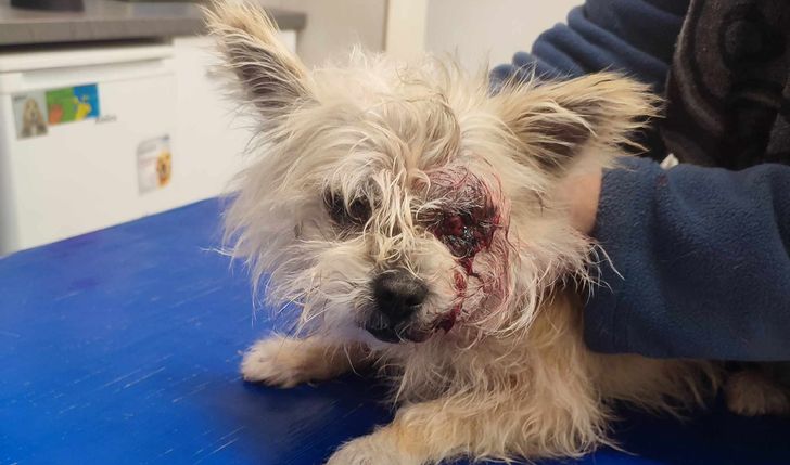 Czy uratuję Małą Mi? Bo oczy już straciła!