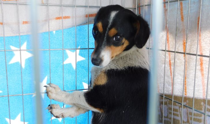 Kastrujemy bezdomność w Powiecie Dąbrowskim (Małopolska)