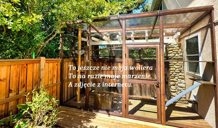 Wymarzona woliera moich podopiecznych kotów