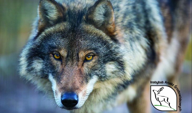 Inwentaryzacja wilków w Polsce