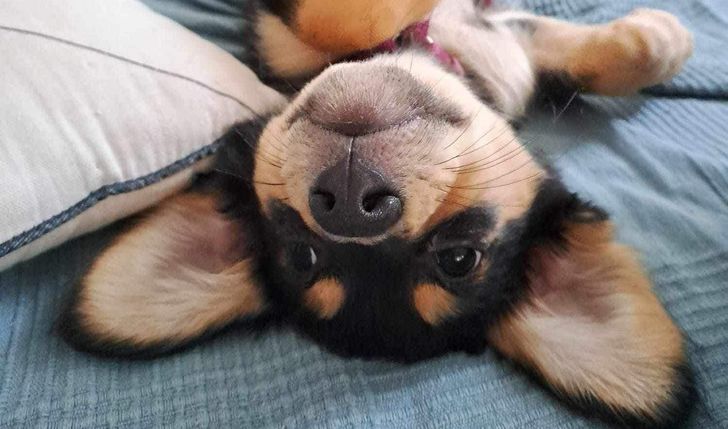 Bestie Market dla podopiecznych Fundacji Kejtersi