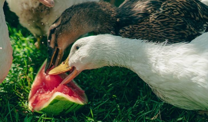 Nakarm zwierzaki z Kurzej Łapki
