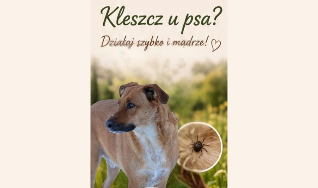Obrazek posta