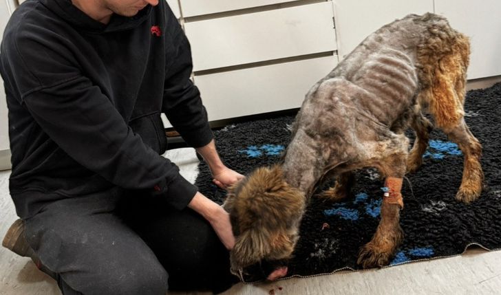 By przetrwać Pomoc dla DIOZ