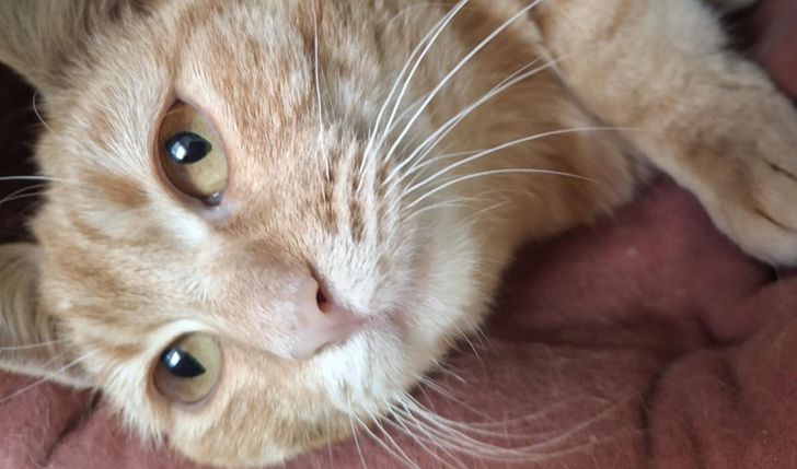 Bezdomna Rudzia szuka człowieka