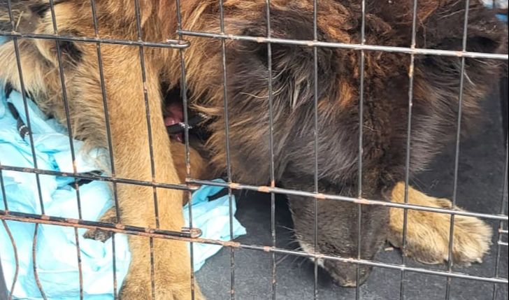 Pomóżmy starszemu psu odzyskać zdrowie i godne życie