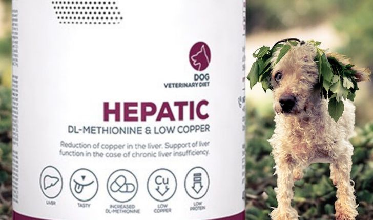 Karma dla Loli, Tośka, Petunii, Grety, Benj'ego, Małej Mi