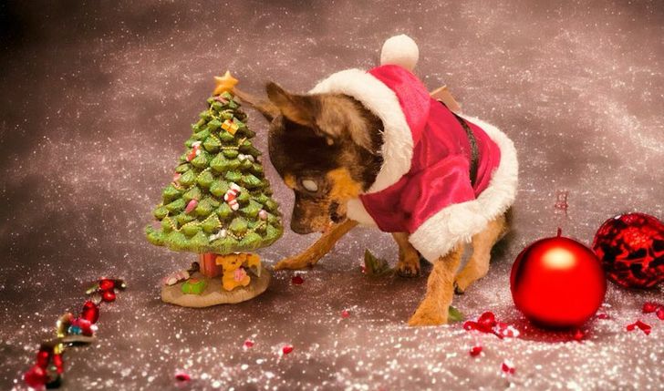 List do Świętego Mikołaja