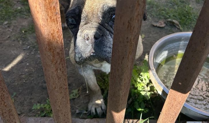 Stop cierpieniu zwierząt – wsparcie w zamknięciu pseudohodowli