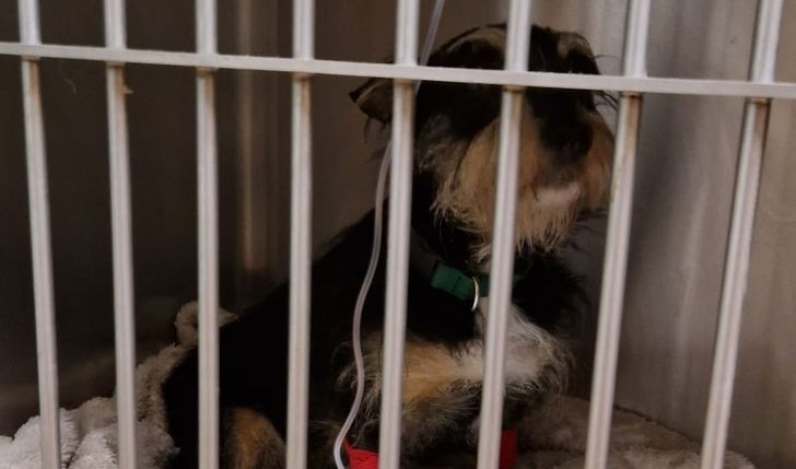 Pomóżmy Nanie wrócić do zdrowia - zbiórka na specjalistyczną karmę