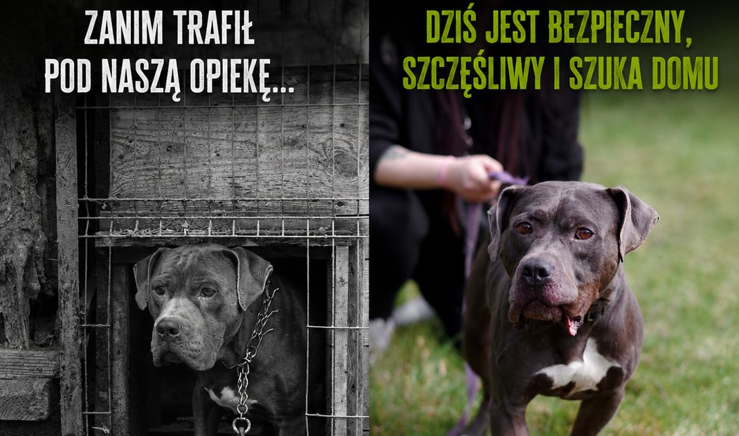 Obrazek posta