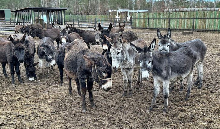 WIATY DLA 70 OSIOŁKÓW