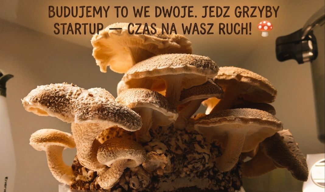 Obrazek posta