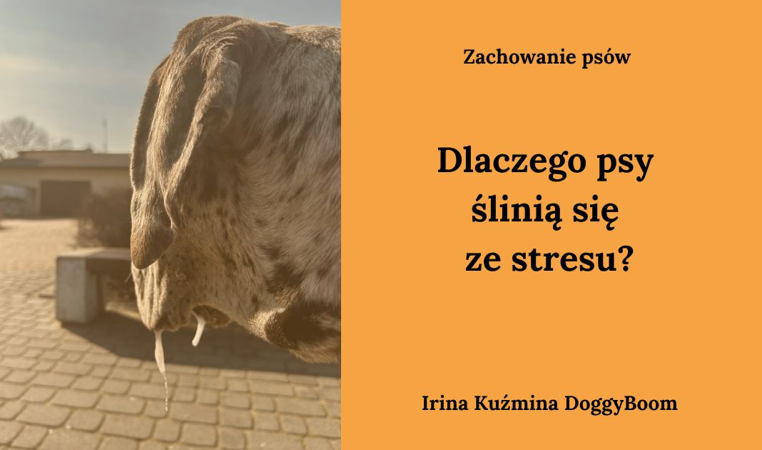 Obrazek posta