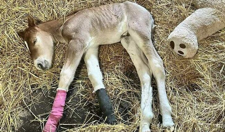 Spłata operacji Dzidzi