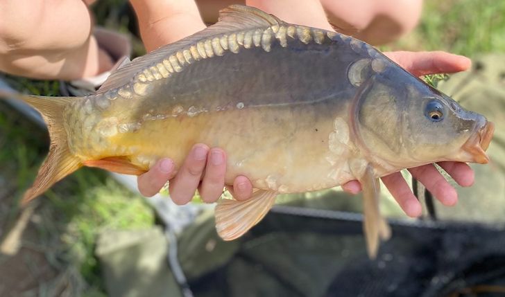 Zestaw wędkarski Jaxon ATILO Z22 + akcesoria karpiowe