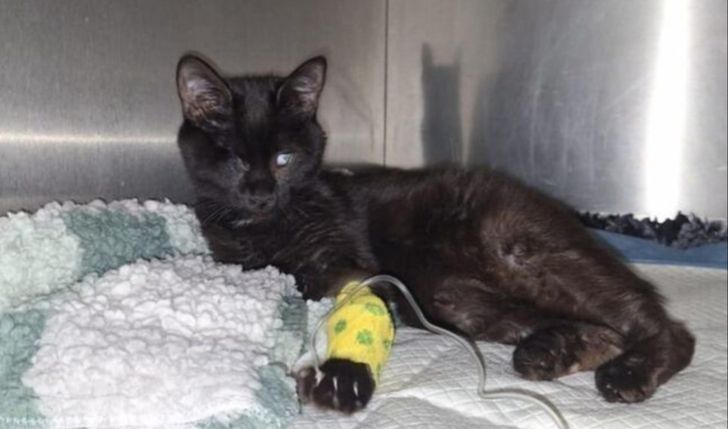 Na ratunek ślepce Feli - pomóż poskładać jej życie!