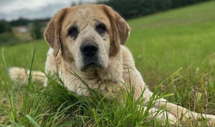 💌Zbiórka na niezbędne suplementy dla naszych psów!