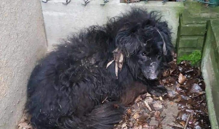 Zbiórka na utrzymanie podopiecznych Fundacji Psiaki-Cudaki