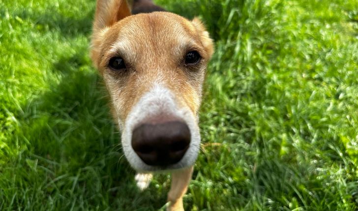 Pomoc dla Łobuza – Walka o Zdrowie i Komfort