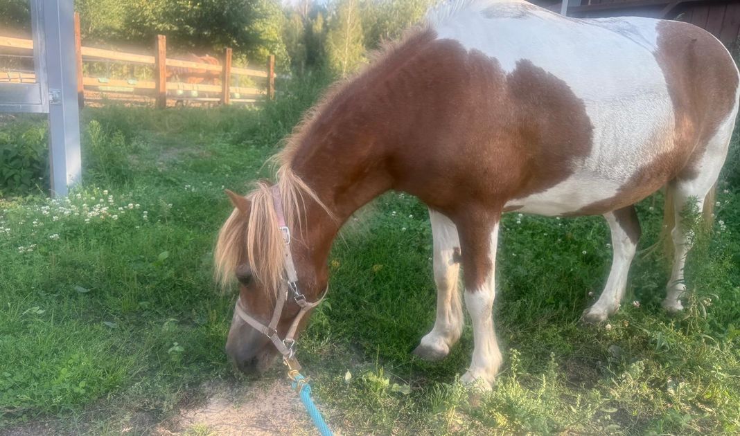 Obrazek posta