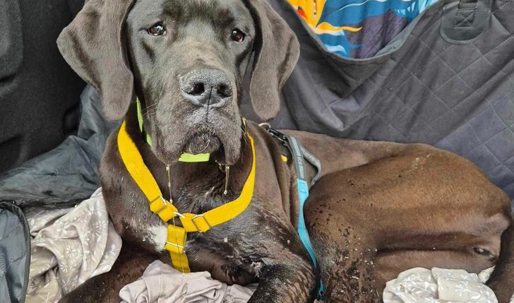 Nie mogliśmy odmówić, nie mogliśmy odwrócić wzroku. Niechciane, nikomu nie potrzebne.Andzia ,Julka,Lawenda i Werbena ♥️♥️♥️