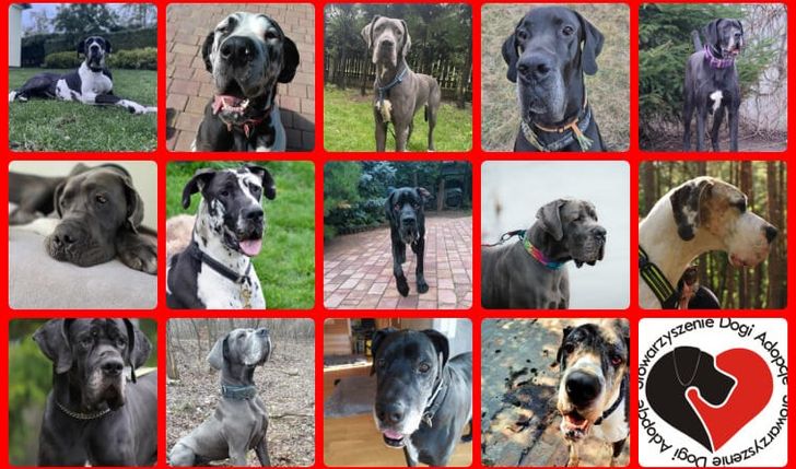 Bezdomne , niechciane , niekochane .Świat o nich zapomniał . Przywracamy godność, leczymy, szukamy domów . Wesprzyj nasz cel ,abyśmy mogli działać , skutecznie pomagać bez lęku o jutro.