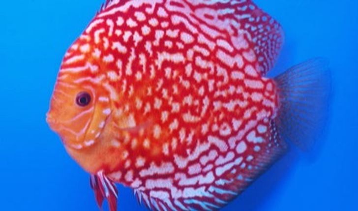 Paletka Blood Pigeon Red