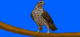 Obrazek progu