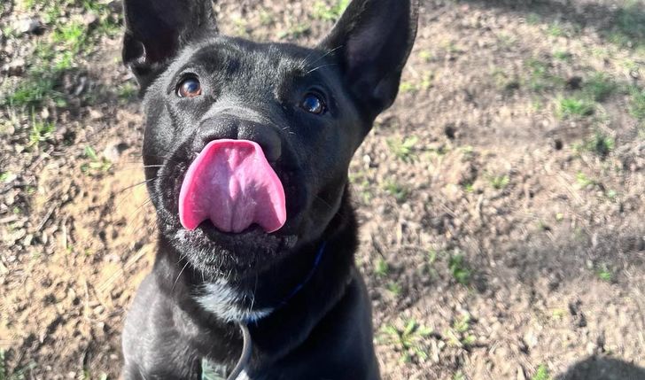 Karma Dla Schroniska