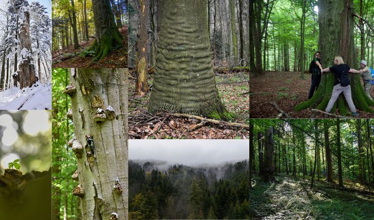 Wesprzyj powstanie Rezerwatu Las Olbrzymów!