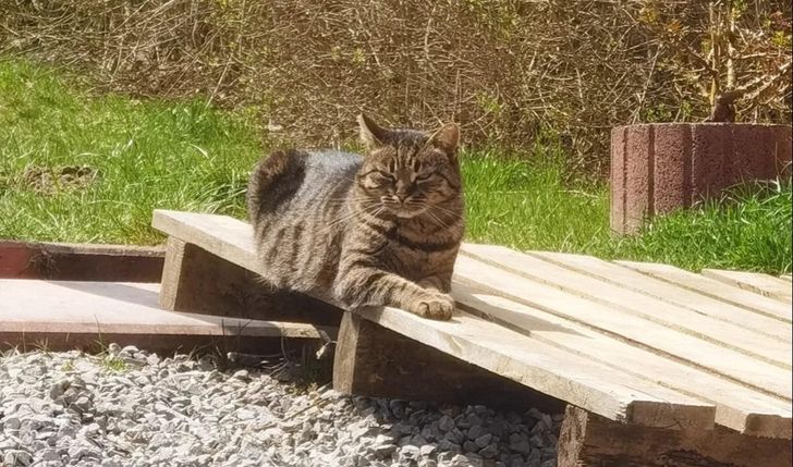 Na ratowanie kotów!