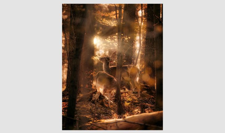 Fotografia "Królewsczi las" autorstwa Patrycji Gieni Okła