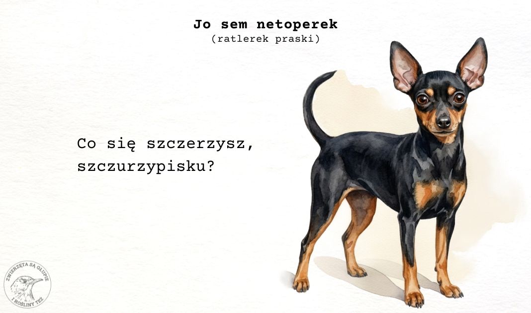 Obrazek posta