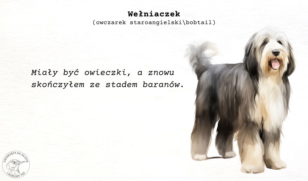 Obrazek posta