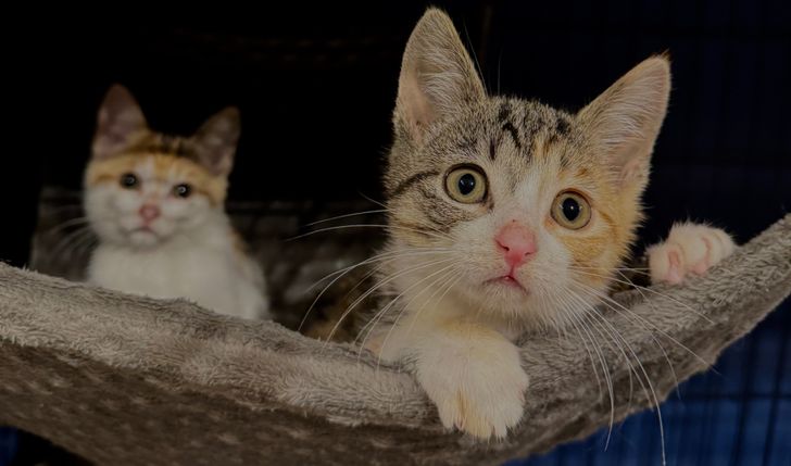 Małe pyszczki – wielki głód! Wesprzyj kocią stołówkę!